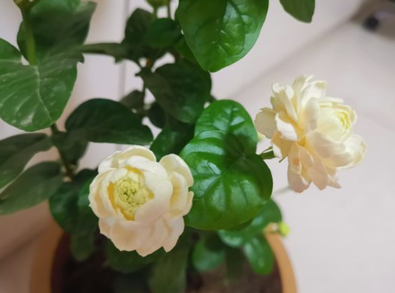 不会养茉莉花,教你做“3步”,新手都能养好它,四季开花不间断(怎么样养好茉莉花)