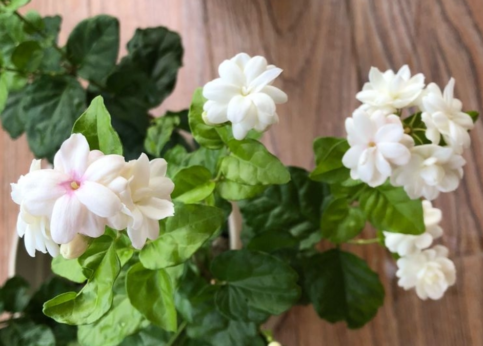 不会养茉莉花,教你做“3步”,新手都能养好它,四季开花不间断(怎么样养好茉莉花)