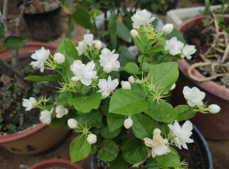不会养茉莉花,教你做“3步”,新手都能养好它,四季开花不间断(怎么样养好茉莉花)