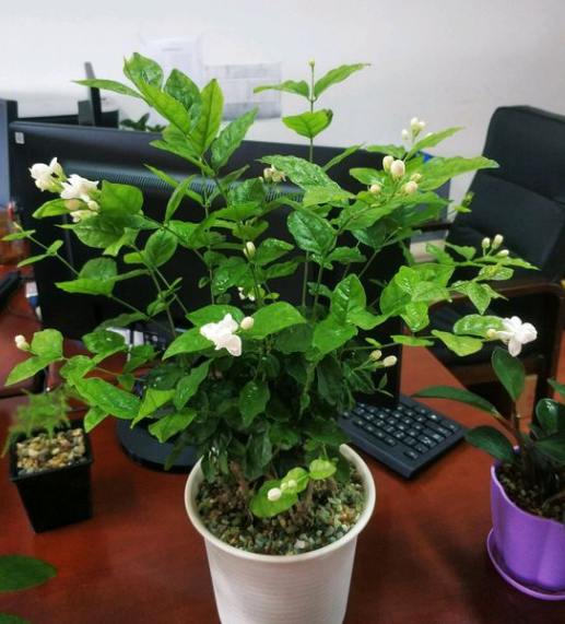 不会养茉莉花,教你做“3步”,新手都能养好它,四季开花不间断(怎么样养好茉莉花)