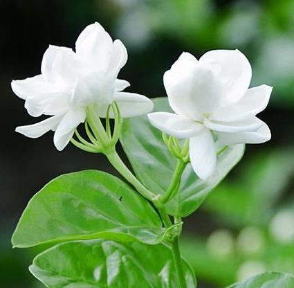 养好茉莉花,4个步骤缺一不可,花开满盆,一茬接一茬(茉莉花盆栽怎么养)