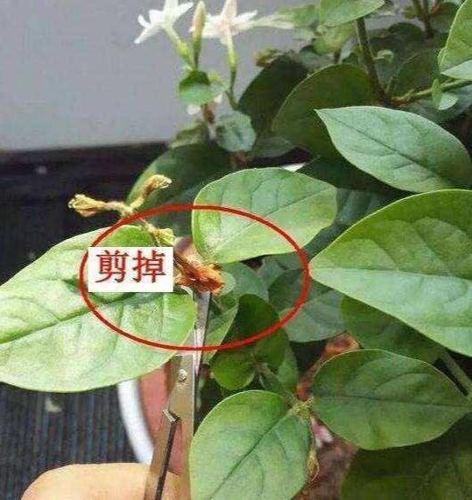养好茉莉花,4个步骤缺一不可,花开满盆,一茬接一茬(茉莉花盆栽怎么养)