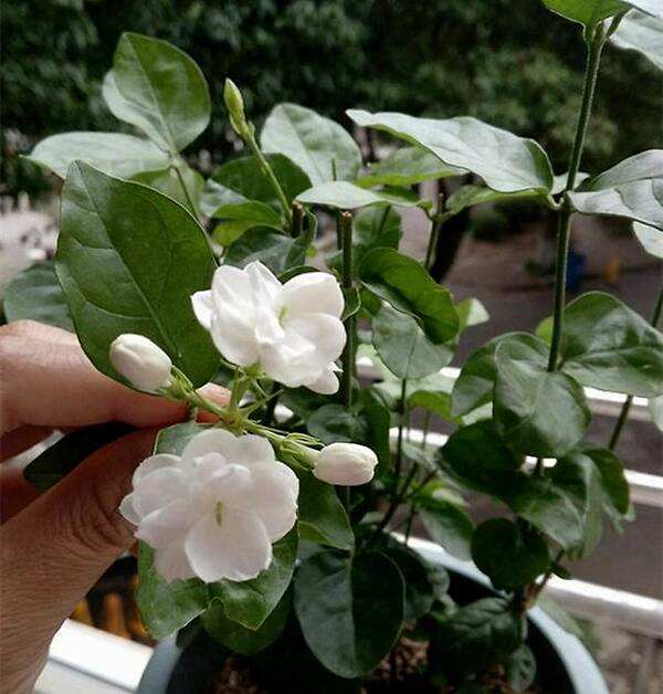 养好茉莉花,4个步骤缺一不可,花开满盆,一茬接一茬(茉莉花盆栽怎么养)