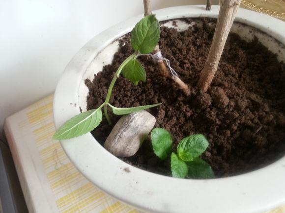 养好茉莉花,4个步骤缺一不可,花开满盆,一茬接一茬(茉莉花盆栽怎么养)