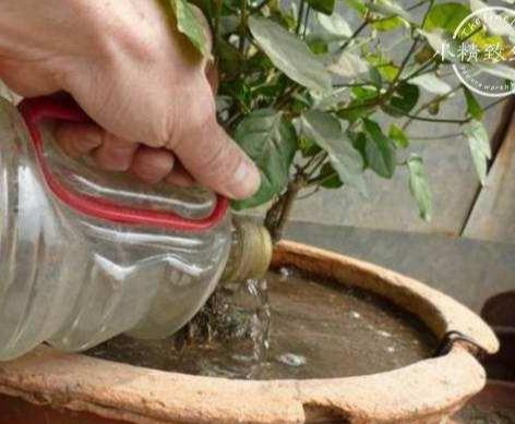 养好茉莉花,4个步骤缺一不可,花开满盆,一茬接一茬(茉莉花盆栽怎么养)