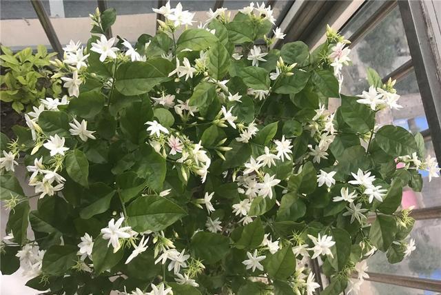 养好茉莉花,4个步骤缺一不可,花开满盆,一茬接一茬(茉莉花盆栽怎么养)