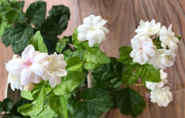 养茉莉花很简单,几点“养护”掌控好,不烂根不烂叶,年年开爆盆(养茉莉的技巧与方法)