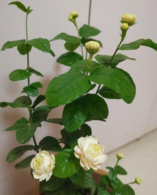 养茉莉花很简单,几点“养护”掌控好,不烂根不烂叶,年年开爆盆(养茉莉的技巧与方法)