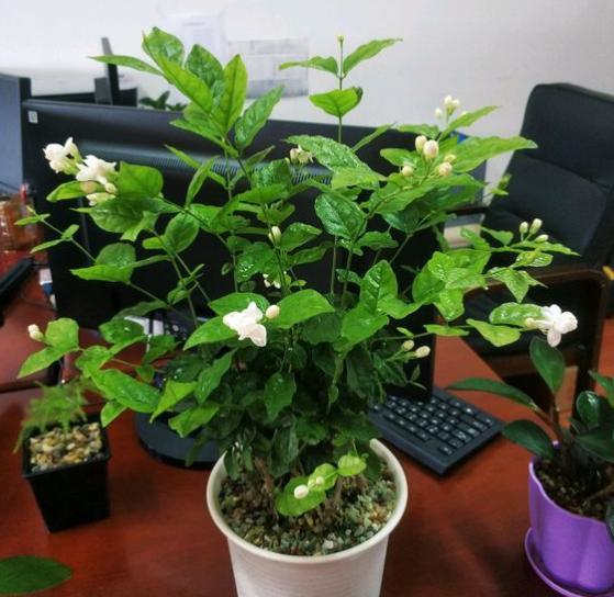 养茉莉花很简单,几点“养护”掌控好,不烂根不烂叶,年年开爆盆(养茉莉的技巧与方法)