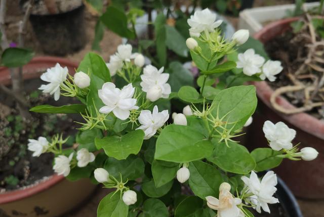 养茉莉花很简单,几点“养护”掌控好,不烂根不烂叶,年年开爆盆(养茉莉的技巧与方法)