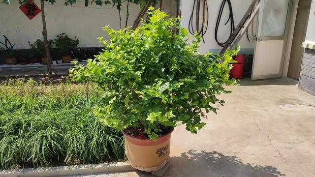 养茉莉花,做好4个“小技巧”,枝繁叶茂开花多,养上十年都不死(怎样养茉莉花植物)