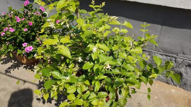 养茉莉花,做好4个“小技巧”,枝繁叶茂开花多,养上十年都不死(怎样养茉莉花植物)