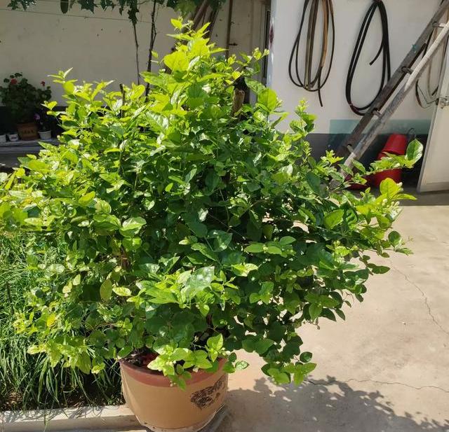 养茉莉花,做好4个“小技巧”,枝繁叶茂开花多,养上十年都不死(怎样养茉莉花植物)