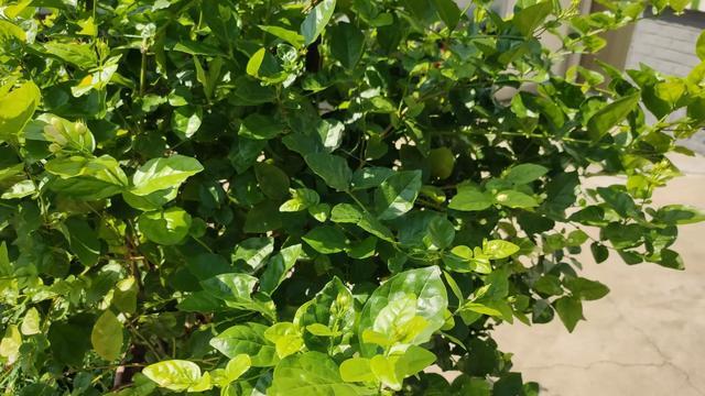 养茉莉花,做好4个“小技巧”,枝繁叶茂开花多,养上十年都不死(怎样养茉莉花植物)