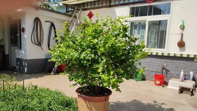 养茉莉花,做好4个“小技巧”,枝繁叶茂开花多,养上十年都不死(怎样养茉莉花植物)