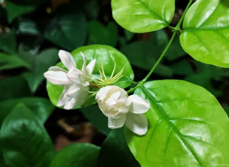 都说茉莉花难养!茉莉花的养殖方法,很容易掌握,知道后轻松养殖(茉莉花如何养殖及注意事项)