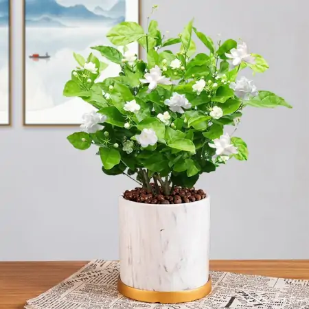 新买回家的茉莉花,到底怎么养?园艺师教你,“5大绝招”搞定它(刚买来的茉莉花怎么养)