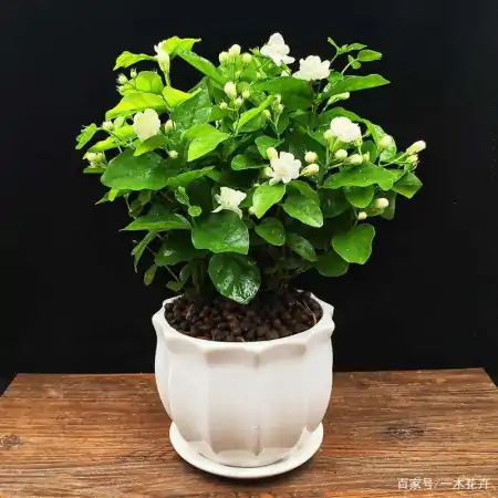 新买回家的茉莉花,到底怎么养?园艺师教你,“5大绝招”搞定它(刚买来的茉莉花怎么养)