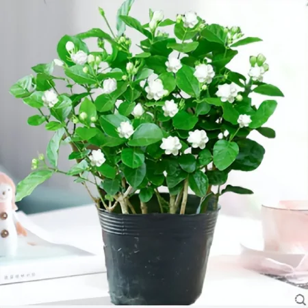 新买回家的茉莉花,到底怎么养?园艺师教你,“5大绝招”搞定它(刚买来的茉莉花怎么养)