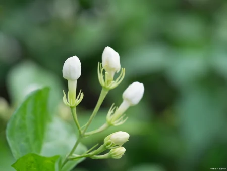 茉莉花的介绍种植方法日常管理(茉莉花的种植技术与管理)