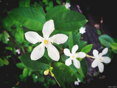 茉莉花的介绍种植方法日常管理(茉莉花的种植技术与管理)