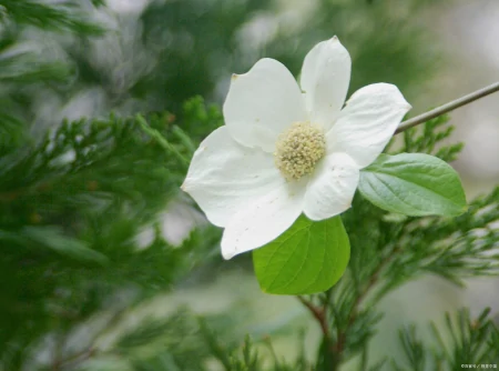 茉莉花的介绍种植方法日常管理(茉莉花的种植技术与管理)