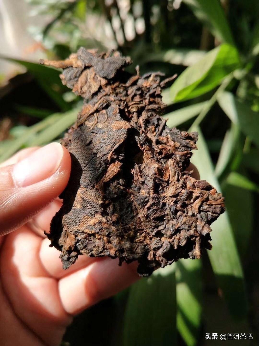 ‖普洱茶生茶和熟茶的区别,别在傻傻分不清楚了(普洱茶的生茶和熟茶有什么区别)