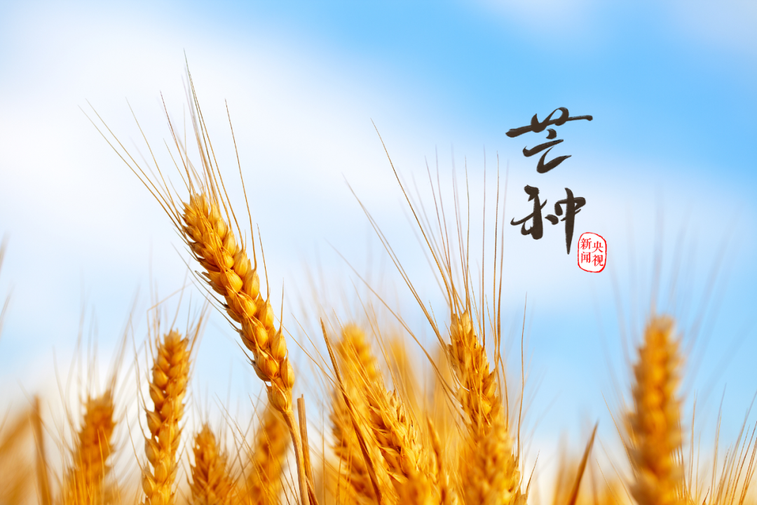 芒种丨这么忙,这么美(忙碌的芒种)