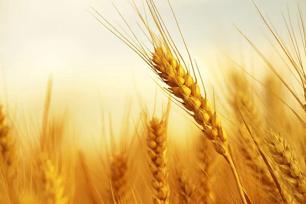 芒种丨这么忙,这么美(忙碌的芒种)