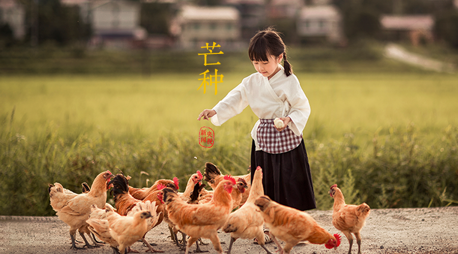 芒种丨愿你的忙,不慌不茫(愿你忙中有闲)