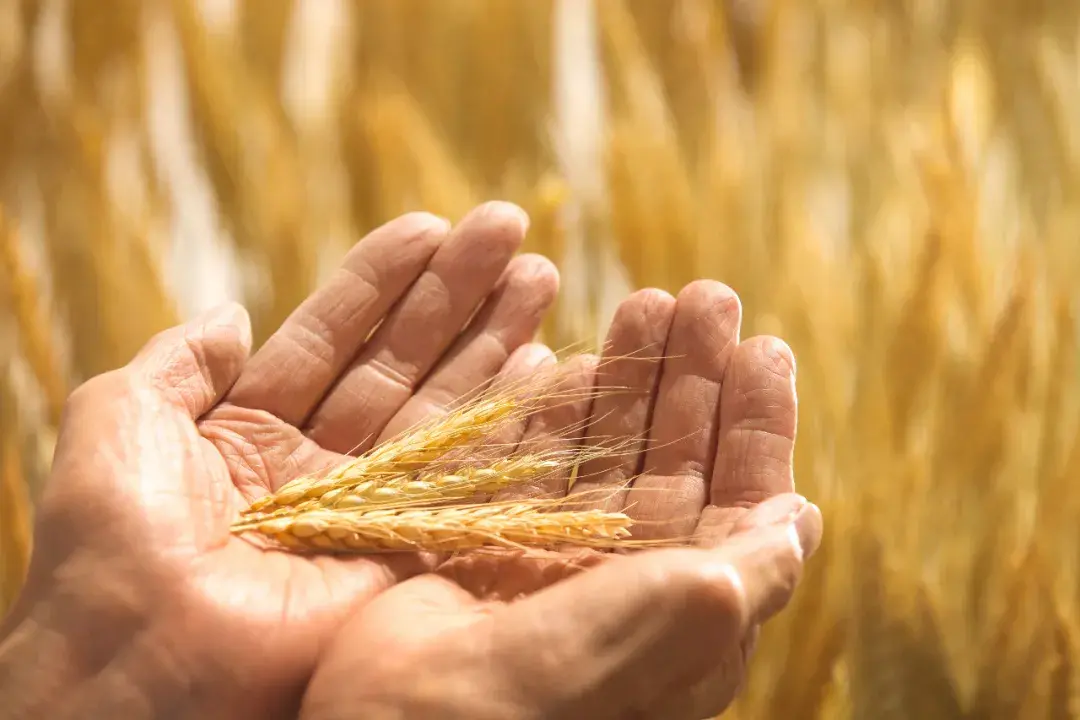 芒种丨愿你的忙,不慌不茫(愿你忙中有闲)
