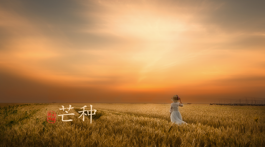 芒种丨愿你的忙,不慌不茫(愿你忙中有闲)