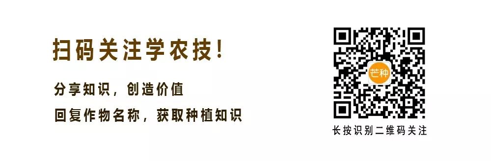 怎样杀灭芦苇草、牛筋草、白茅恶性杂草?一招见效(杀芦苇最好的除草剂是什么药)
