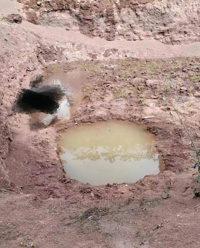 痛心!四川三姐弟在水坑溺亡,最大10岁最小3岁......