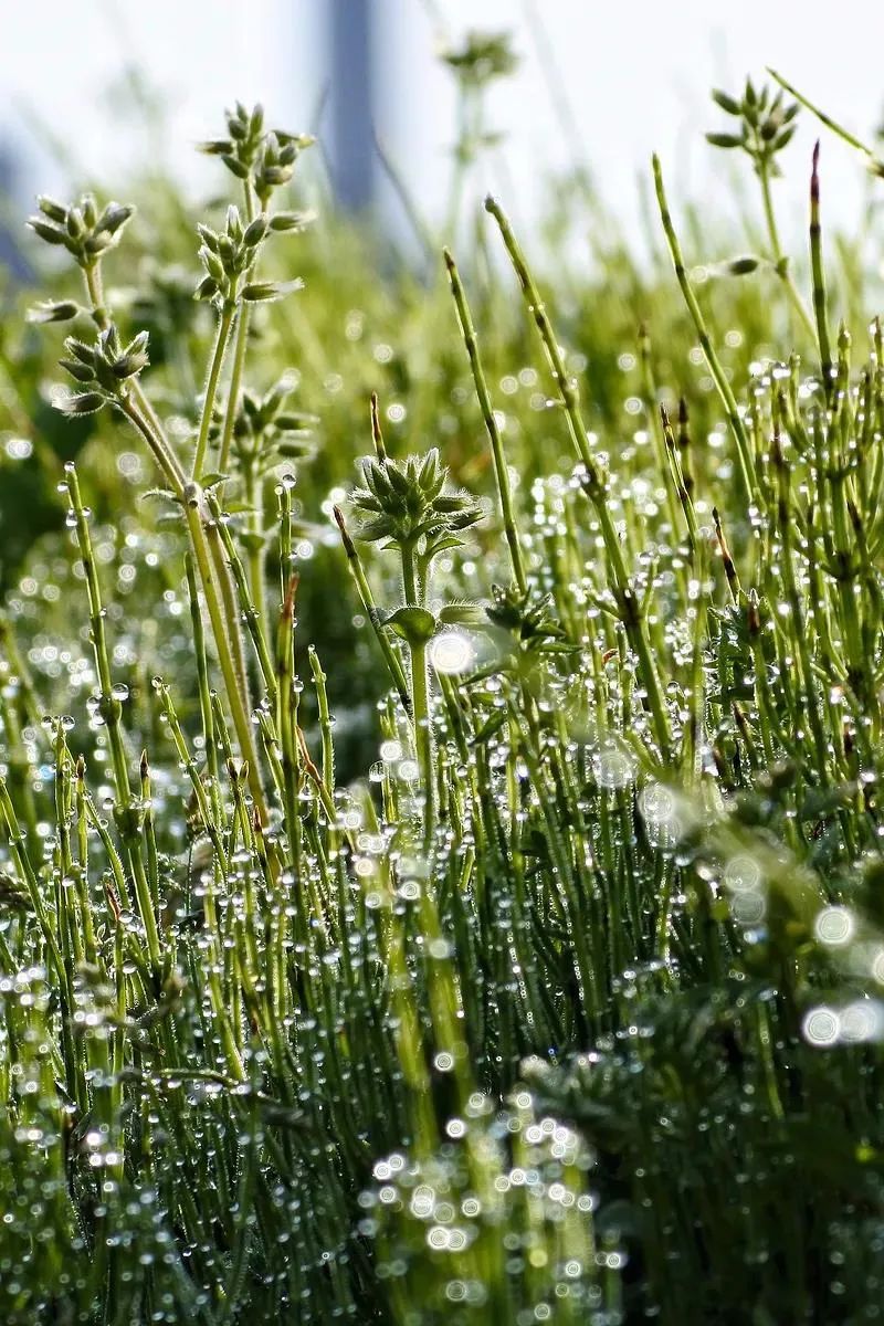 端午节适合朋友圈、微博的文案-端午节微博文案内容