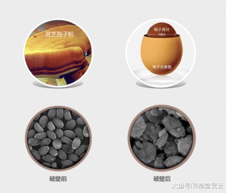 灵芝孢子粉能够自行加工破壁吗?