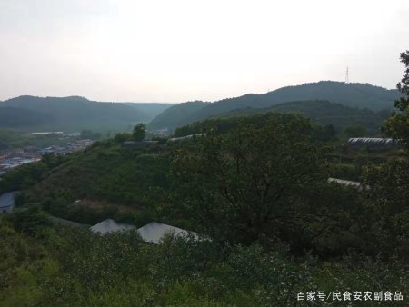 大棚种灵芝开拓致富路——访抚顺县石文镇福运灵芝种植专业合作社(抚顺县石文村)