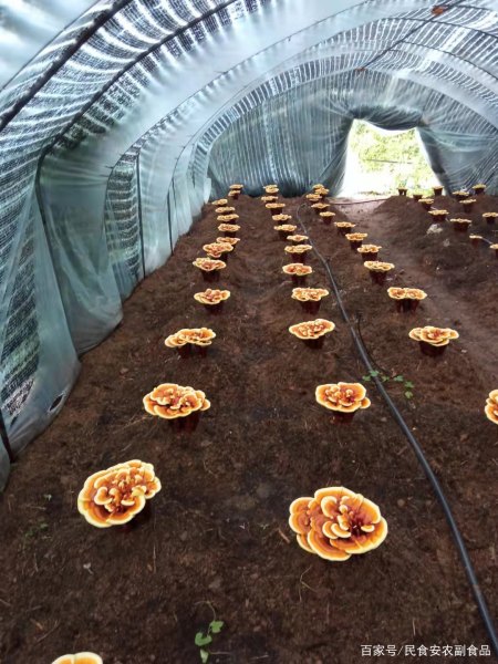 大棚种灵芝开拓致富路——访抚顺县石文镇福运灵芝种植专业合作社(抚顺县石文村)