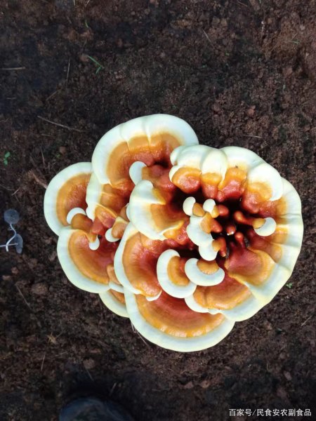 大棚种灵芝开拓致富路——访抚顺县石文镇福运灵芝种植专业合作社(抚顺县石文村)