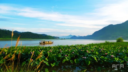 湖湘画卷|衡东:共赴一场清荷飘香的夏日之约-衡东县命案