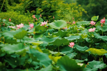 湖湘画卷|衡东:共赴一场清荷飘香的夏日之约-衡东县命案