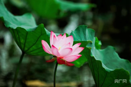 湖湘画卷|衡东:共赴一场清荷飘香的夏日之约-衡东县命案