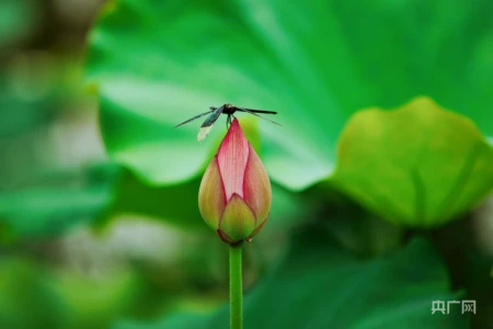 湖湘画卷|衡东:共赴一场清荷飘香的夏日之约-衡东县命案