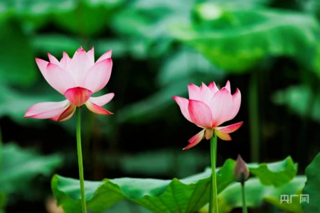 湖湘画卷|衡东:共赴一场清荷飘香的夏日之约-衡东县命案