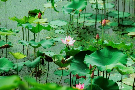 湖湘画卷|衡东:共赴一场清荷飘香的夏日之约-衡东县命案