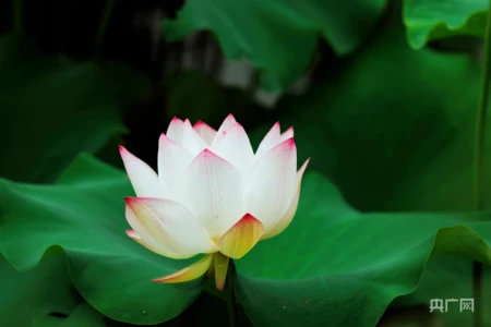 湖湘画卷|衡东:共赴一场清荷飘香的夏日之约-衡东县命案