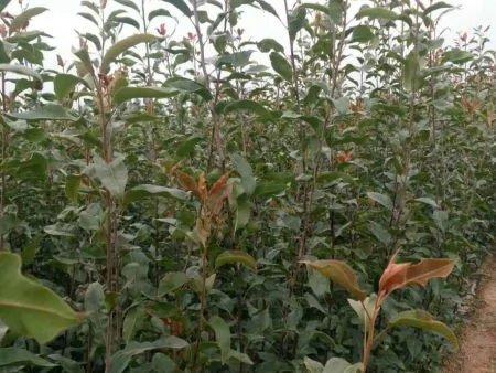 成都农科果苗的优质服务,每棵果苗都重视,才值得信赖-成都农科院种子批发市场