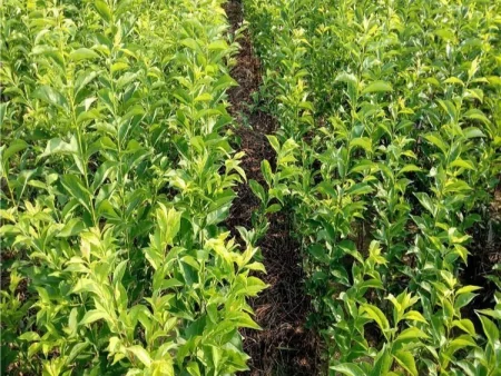 成都农科果苗的优质服务,每棵果苗都重视,才值得信赖-成都农科院种子批发市场