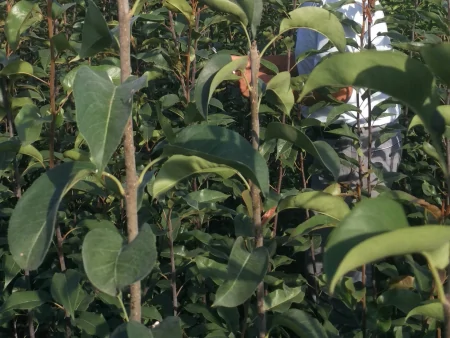 成都农科果苗的优质服务,每棵果苗都重视,才值得信赖-成都农科院种子批发市场