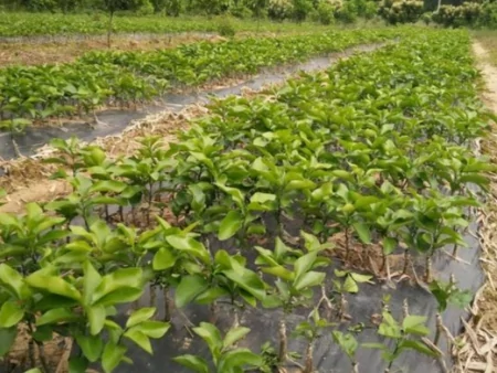 成都农科果苗的优质服务,每棵果苗都重视,才值得信赖-成都农科院种子批发市场